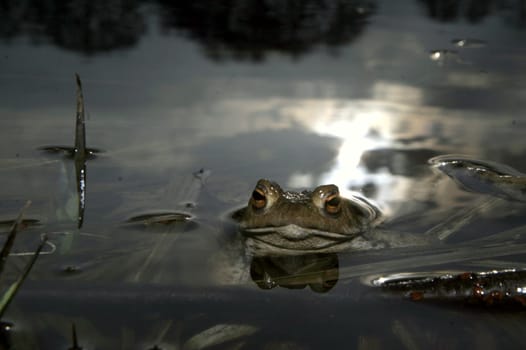 Toad