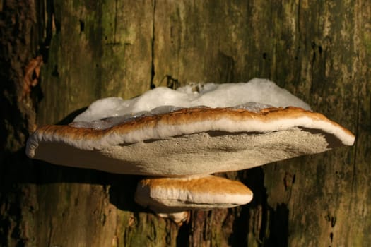 Snow mushrooms