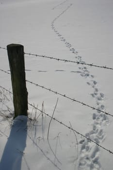 Tracks in the snow