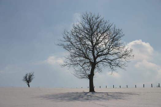 Trees in the snow