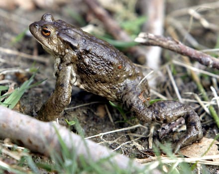 Toad migration