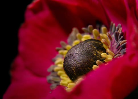 Anemones Macro