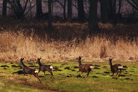 Wild deer on their way to the safe undergrowth.