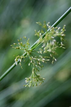 Grass-Green