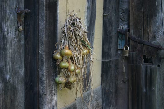 Onion bunch