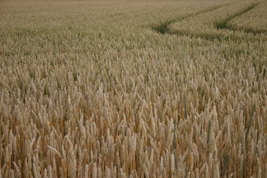 Trace in wheat