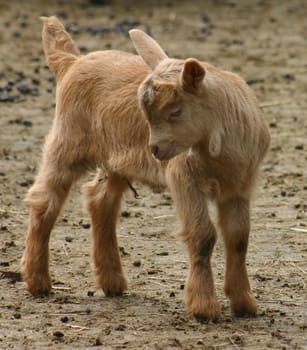 ... this little something of an animal felt so comfortable and had to tell it to all the roommates in the stable...