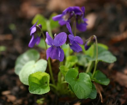 According to my information,this flower is supposed to be called dog violet. Can anyone confirm this???