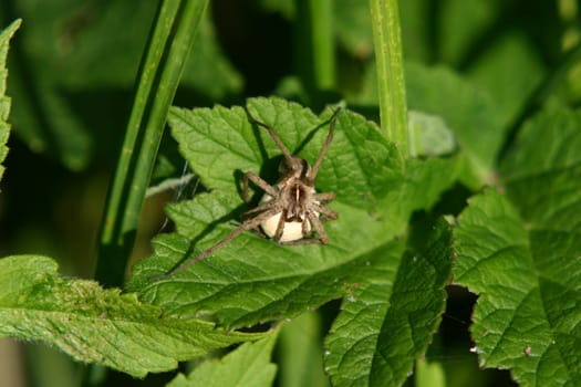 Spider Mom