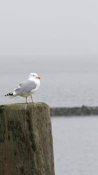 Gull