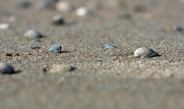 Shell