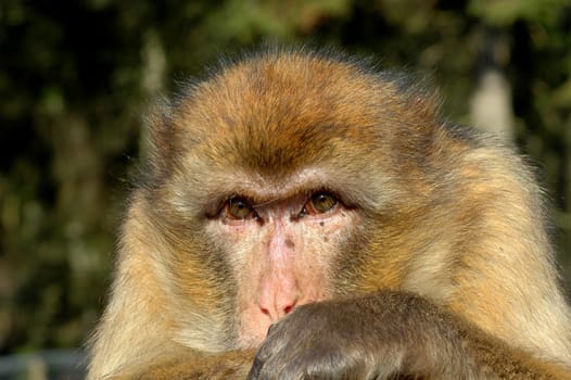 Monkey gaze