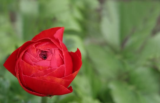 Ranunculus
