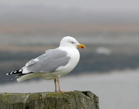 Gull
