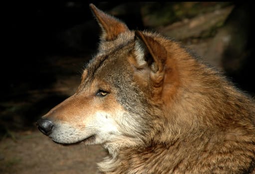 Wolf's Gaze