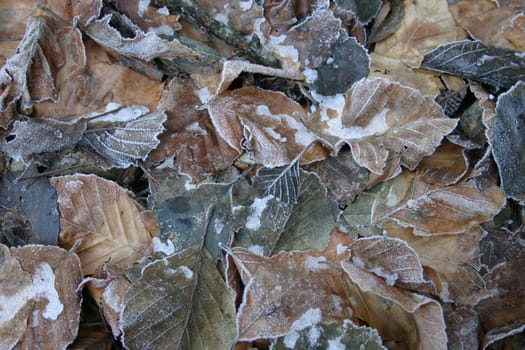 Frost foliage