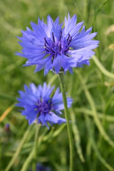Cornflowers