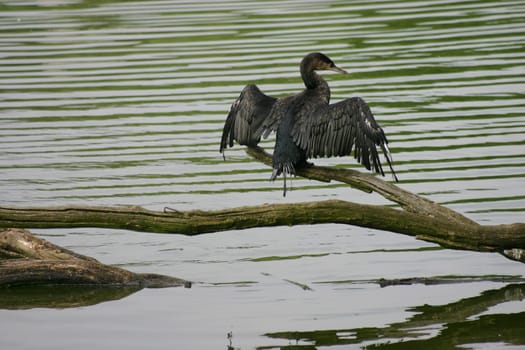 Cormorant