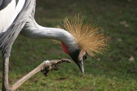 Itch...