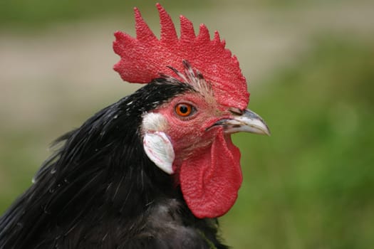 A rooster of the breed "Lakenfelder chicken"""