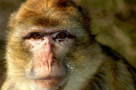 Monkey View I