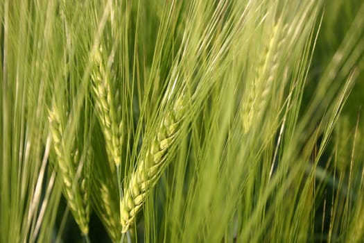 Barley