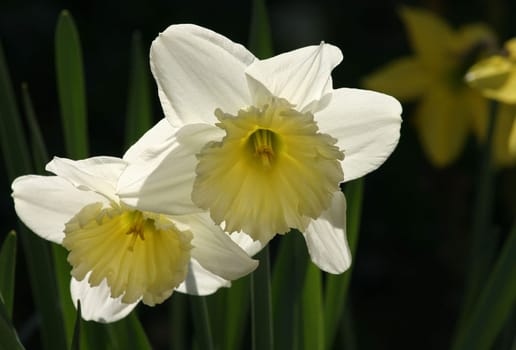 ... in the spring sunlight