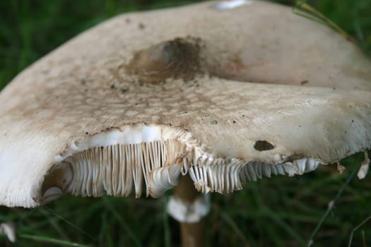 Giant umbrella mushroom