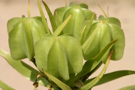 Fruit capsules