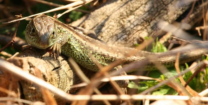 I spotted the little lizard by chance while walking when it was warming itself on a log in the sun.