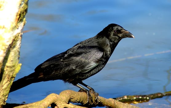 Raven
