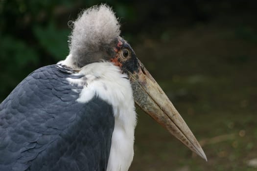 Marabou stork