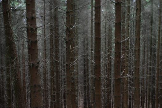 Coniferous forest