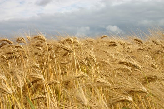 billowing ears of corn