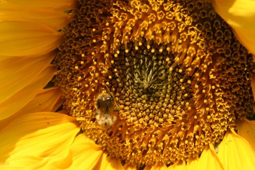 Sunflower with bumblebee