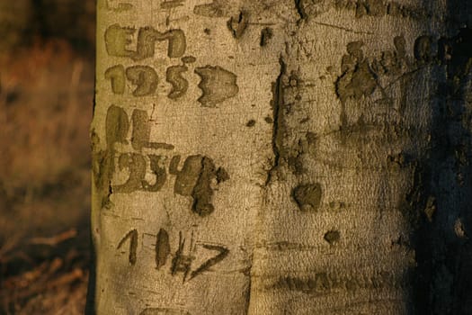 Tree carvings