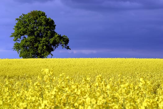 Yellow Green Blue