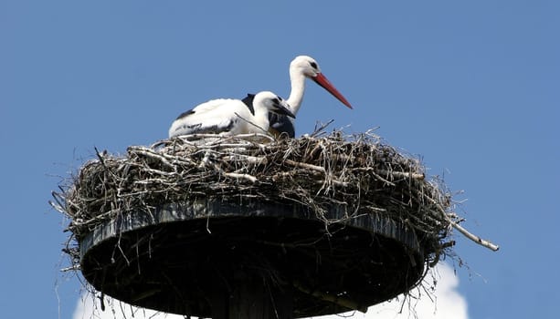 And where does the stork get the children?