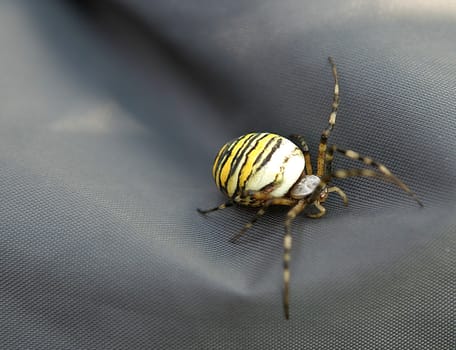 Spider