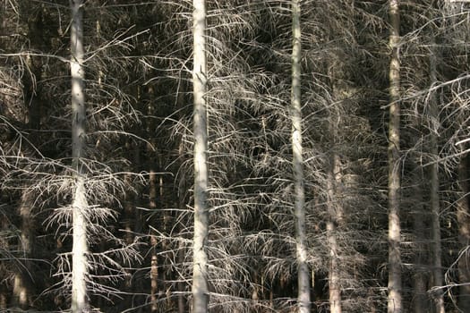 Conifers in sunlight