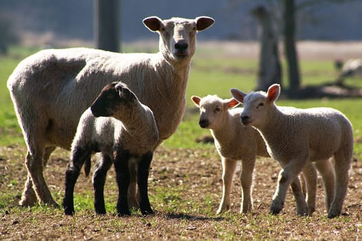 Sheep-minded observers