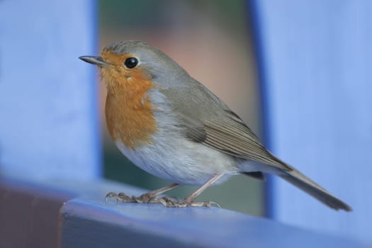 Robin
