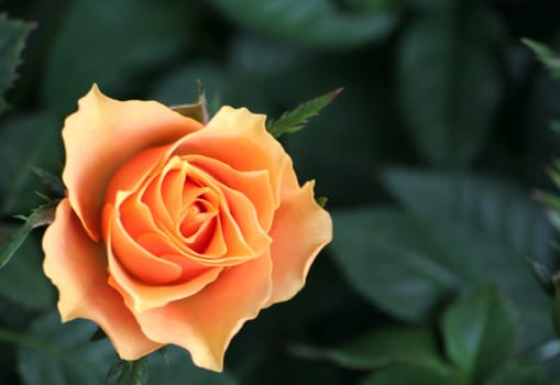 Miniature rose