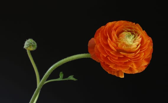 Ranunculus