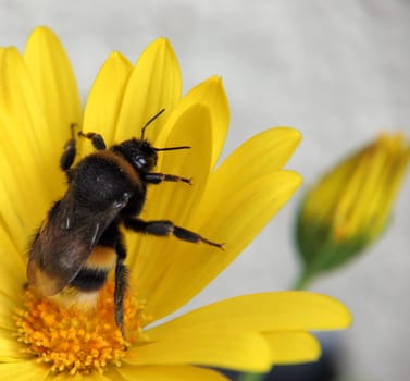 Bumblebee