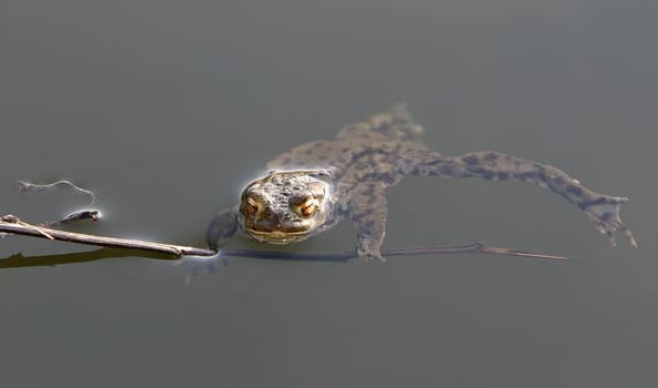 Toad in the pond