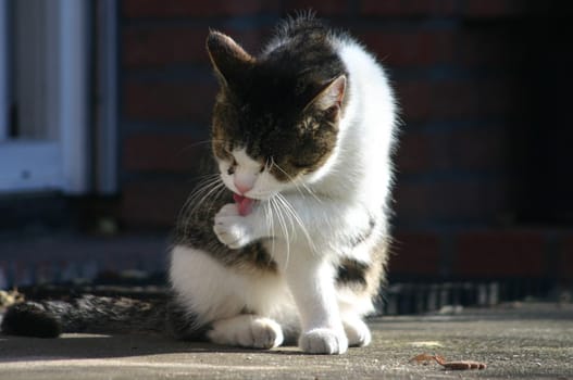 Cleanliness in the sunshine