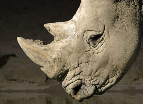 Since the background was just as gray as the rhinoceros,I cropped the rhinoceros and reworked the background with PS. Focal length 300mm,aperture 5.6 and 1/800 sec.