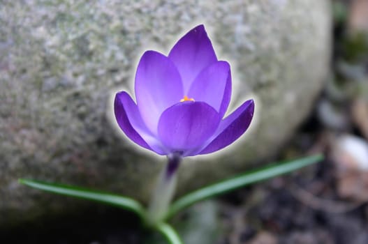 This little flower has squeezed out from under a stone to come out into the light of day.