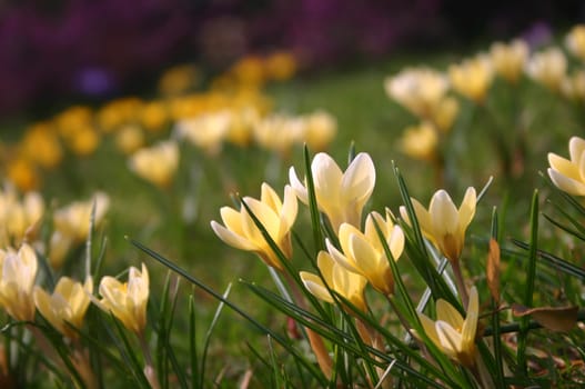 Spring,Crocus,Sunshine :)